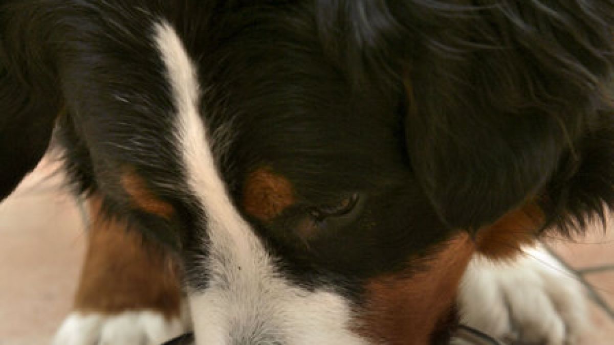 Stiftung Warentest untersuchte 30 Hundefutter auf ihren Inhalt. (Foto)