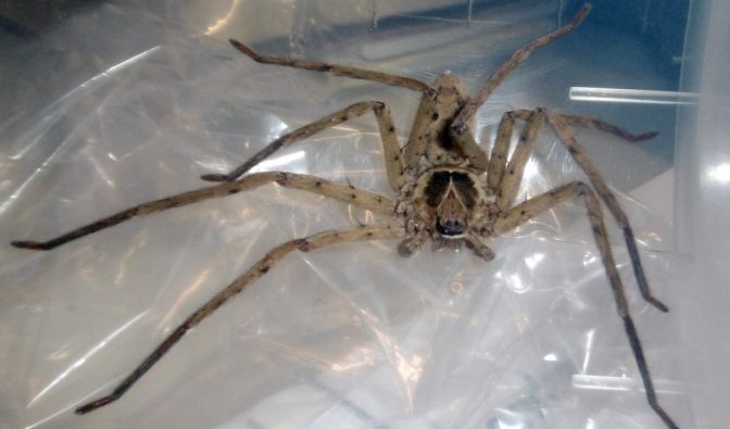Die brasilianische Wanderspinne gehört zu den tödlichsten ihrer Art.