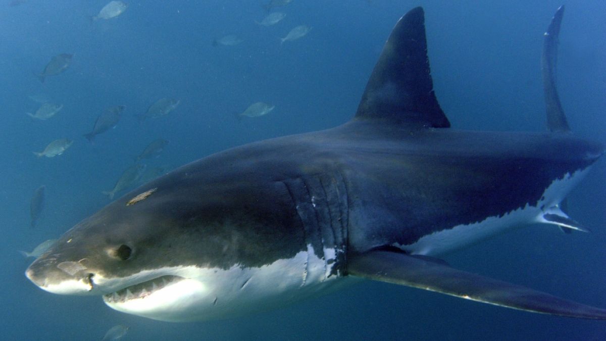 Hai-Angriffe auf den Menschen nahmen in den letzten Jahren stetig ab. (Foto)