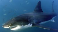 Hai-Angriffe auf den Menschen nahmen in den letzten Jahren stetig ab.