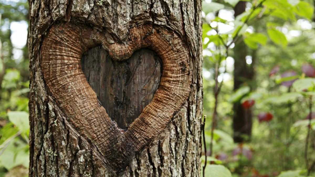 Emma McCabe liebt einen Baum und will ihn heiraten. (Foto)