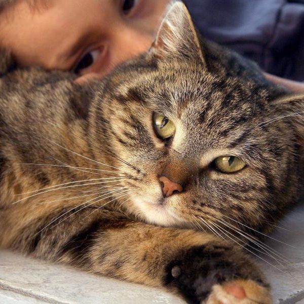 Frau erblindet nach Schmusen mit Katze