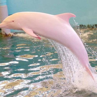 Kein Witz! Dieser Delfin ist pink, weil er sauer ist!