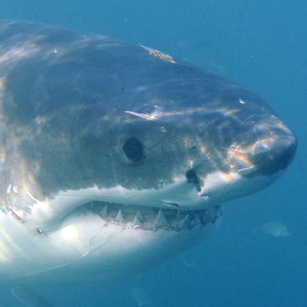 Surfer verprügelt Bullenhai und überlebt Angriff Surfer verprügelt Bullenhai und überlebt Angriff (Foto)