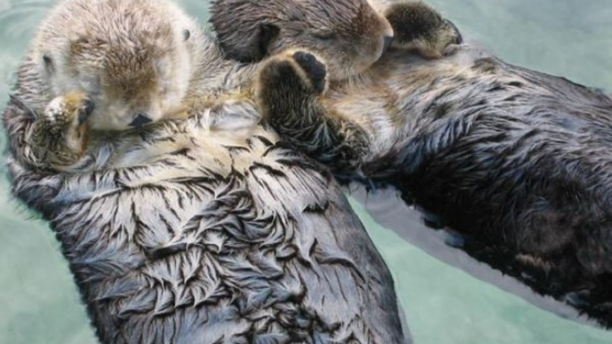 Schlafende Otter halten Händchen, um nicht davonzutreiben. Süß, oder? (Foto)