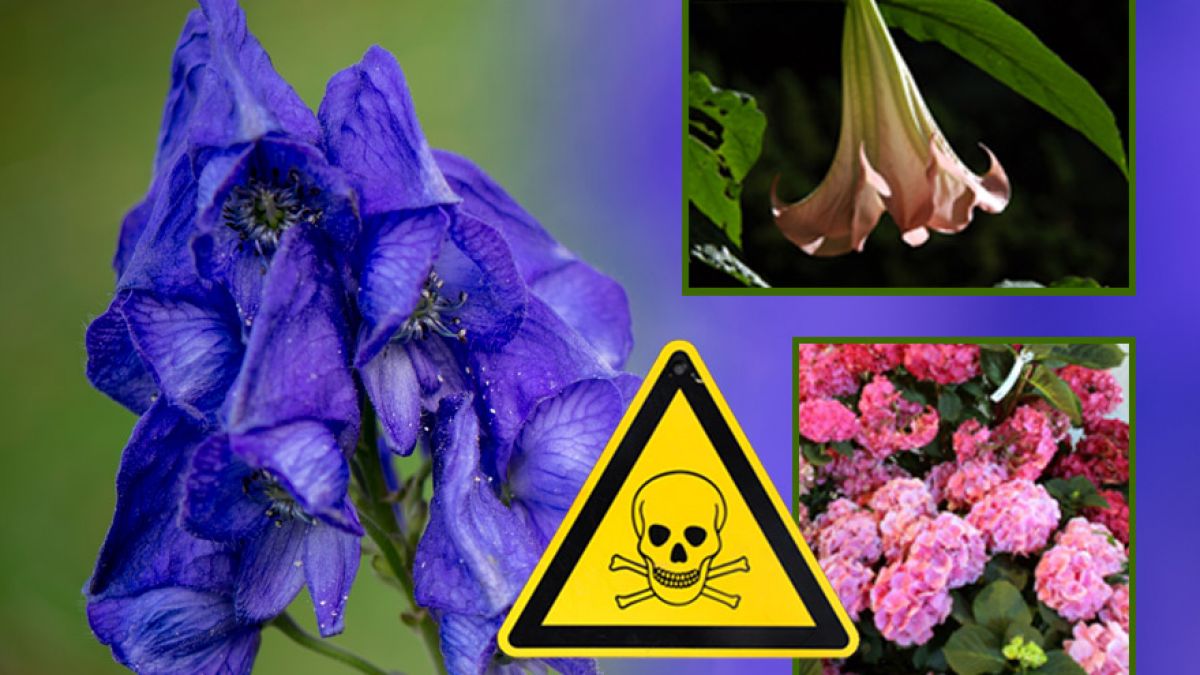 So schön und so gefährlich: Giftpflanzn im Vorgarten. (Foto)