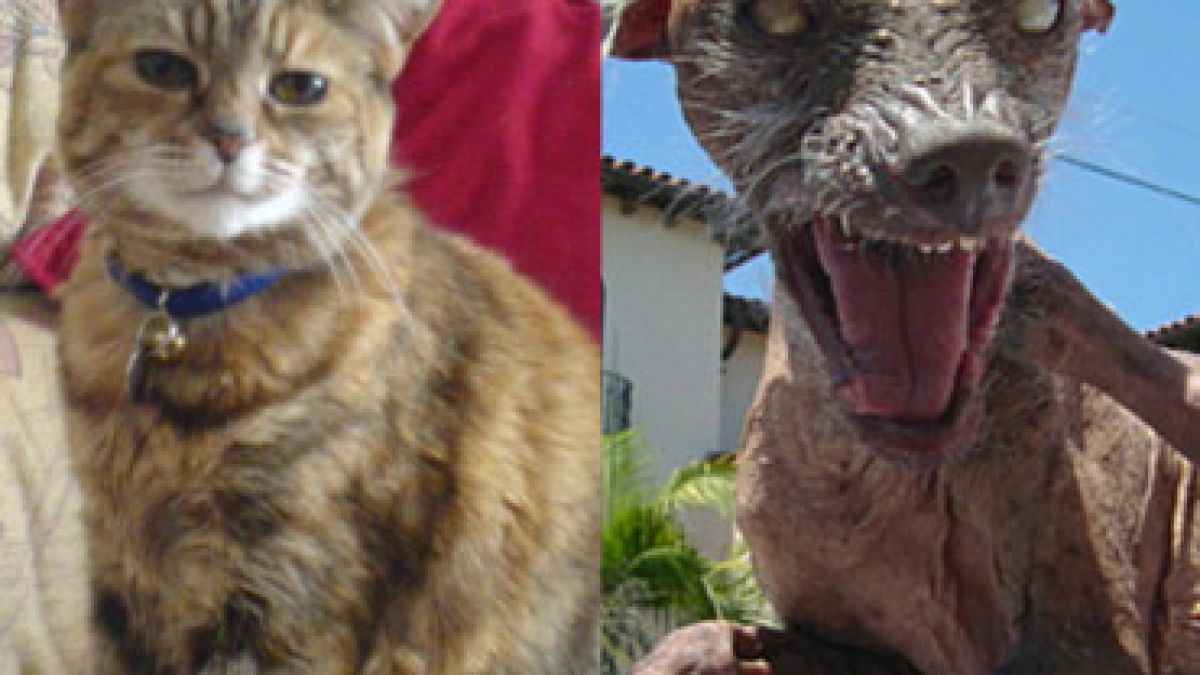 Mussten ihren Titel nach dem Tod abgeben: die älteste Katze und der hässlichste Hund. (Foto)