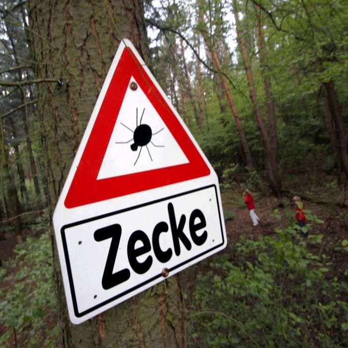 In diesen Gebieten wird der Zeckenbiss zur Gefahr In diesen Gebieten wird der Zeckenbiss zur Gefahr (Foto)