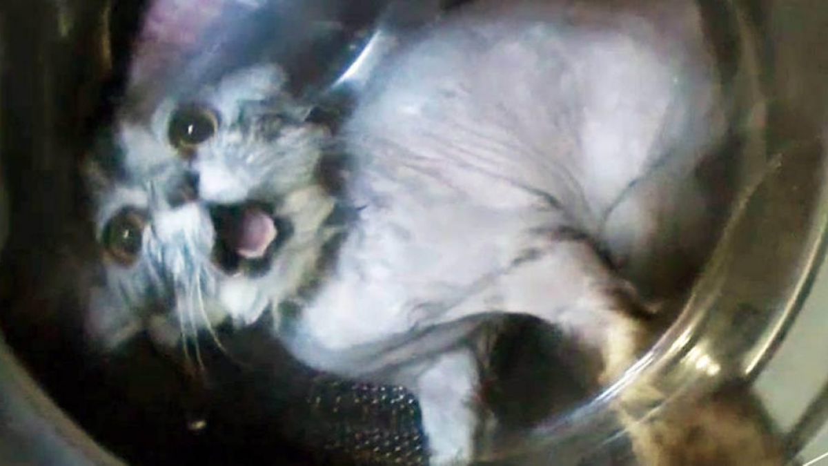 Eine Katze wurde zur Strafe in eine Waschmaschine gesteckt. (Foto)