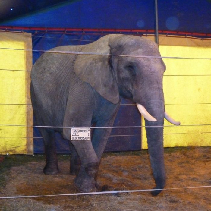Nach tödlicher Attacke: Befreiten Tierschützer den Elefanten? Nach tödlicher Attacke: Befreiten Tierschützer den Elefanten? (Foto)