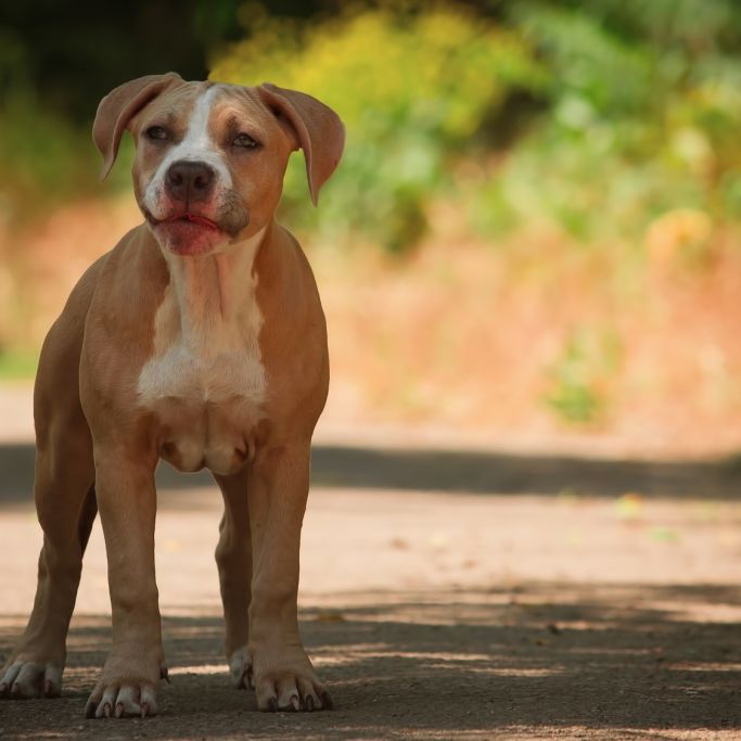 18-Jährige zwingt Hund zu Oralsex - 40 Mal