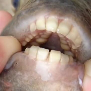Vorsicht! Fisch mit Menschenzähnen beißt Schwimmern die Hoden ab