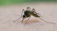Mücken sind die Plagegeister des Sommers - doch welche Mittel helfen wirklich bei Mückenstichen?