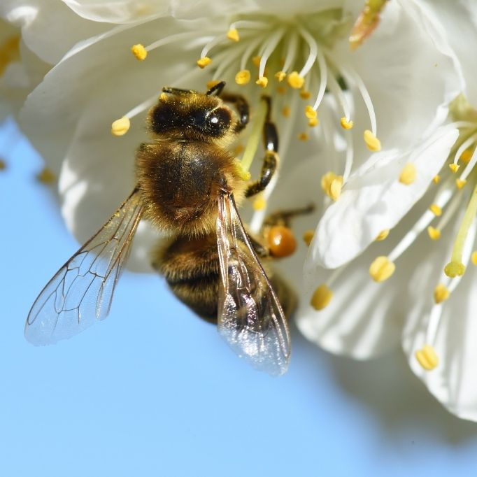 Stirbt die Biene aus, sind wir die Nächsten Stirbt die Biene aus, sind wir die Nächsten (Foto)