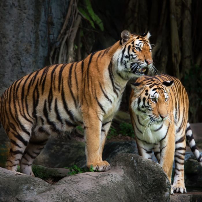 Tiger-Sex geht für Weibchen tödlich aus