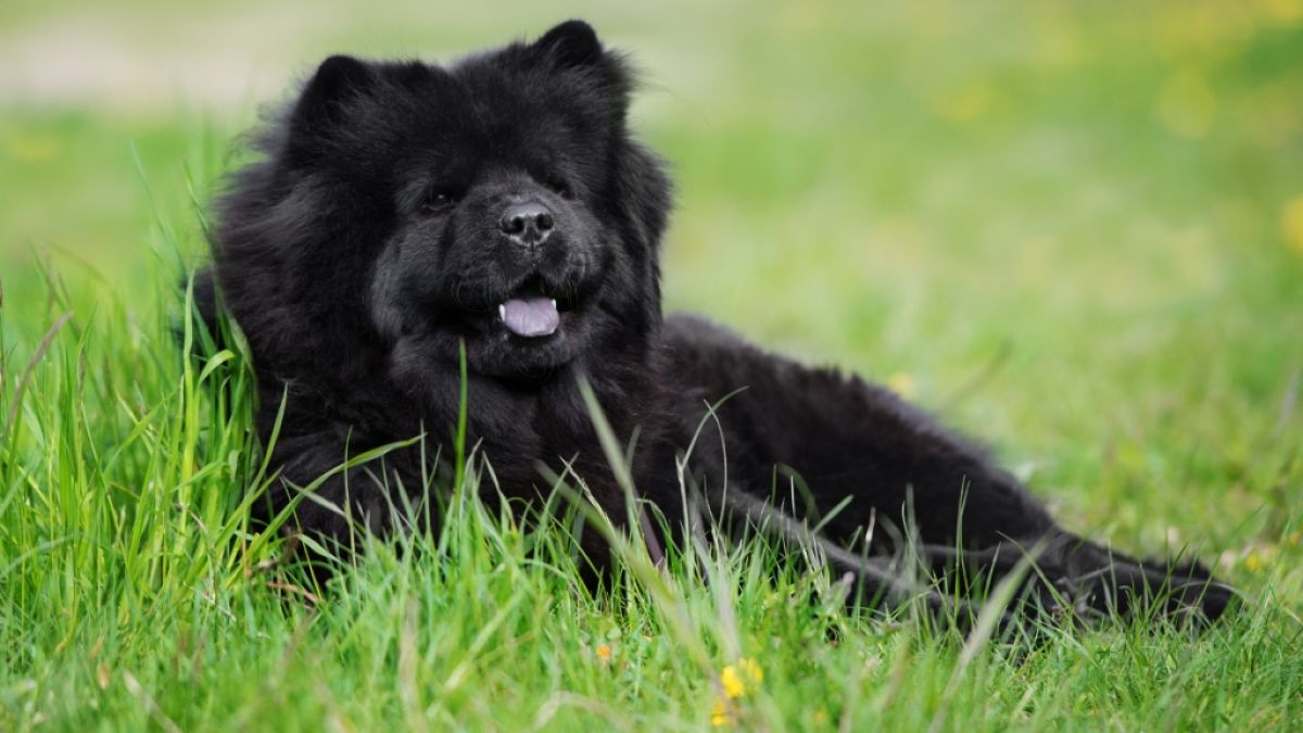 Der Chinese Wang Kaiyu hielt sich zwei schwarze Hunde als Haustiere - bis er die Wahrheit über seine Vierbeiner erfuhr! (Foto)