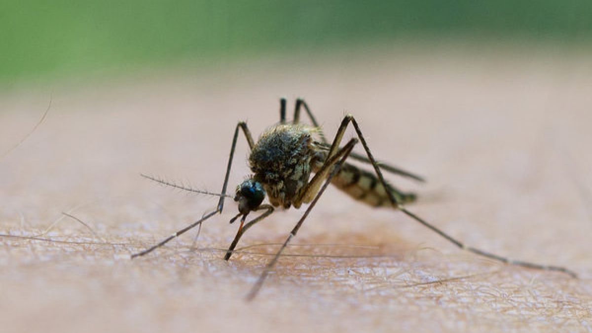 Stechmücken gehören zu den Plagen des Sommers - doch es gibt Geheimrezepte, die die Insekten fernhalten können und bei Stichen rasche Linderung versprechen. (Foto)
