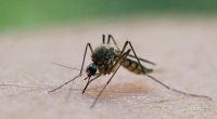 Stechmücken gehören zu den Plagen des Sommers - doch es gibt Geheimrezepte, die die Insekten fernhalten können und bei Stichen rasche Linderung versprechen.