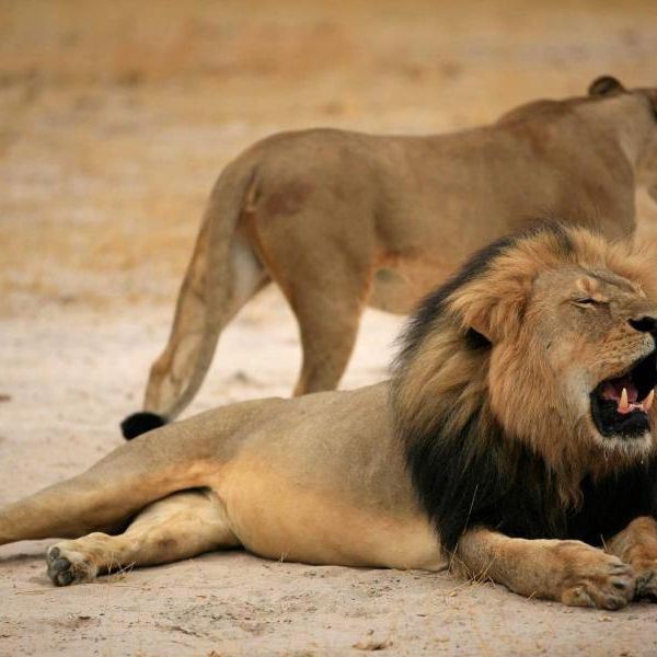 Toter Löwe vs. toter Schwarzer: Was ist schlimmer? Toter Löwe vs. toter Schwarzer: Was ist schlimmer? (Foto)