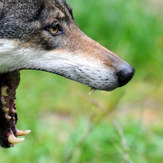 Mann behauptet: Wölfe töteten Hund beim Spaziergang Mann behauptet: Wölfe töteten Hund beim Spaziergang (Foto)