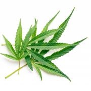 Einstiegsdroge Marihuana. Einstiegsdroge Marihuana.