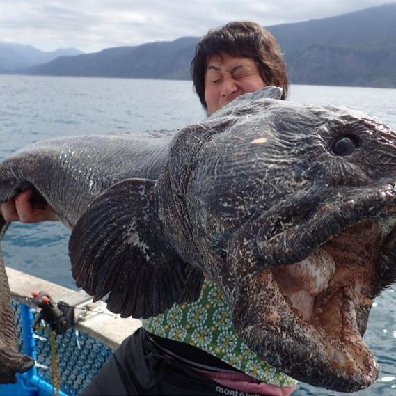 Monster vor Japan: Fischer fängt Seeungeheuer