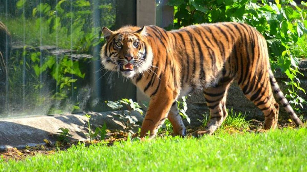 Einer der beiden Sumatra-Tiger im Breslauer Zoo hat bei Reinigungsarbeiten einen Tierpfleger zerfleischt. (Foto)