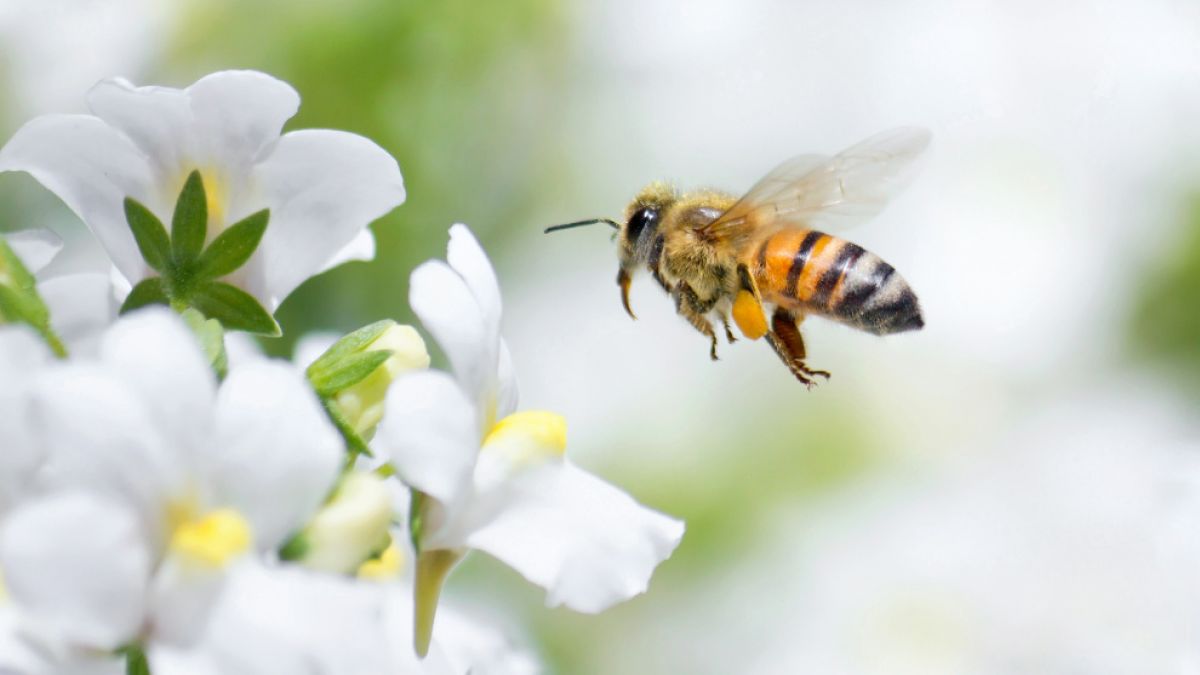 Von solchen Honigbienen ließ sich ein Forscher am ganzen Körper stechen. (Foto)