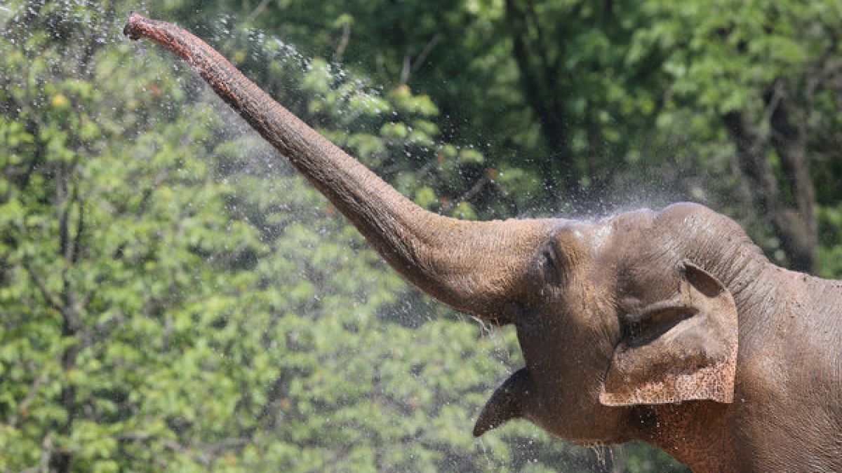 Elefanten haben den Längsten. (Foto)