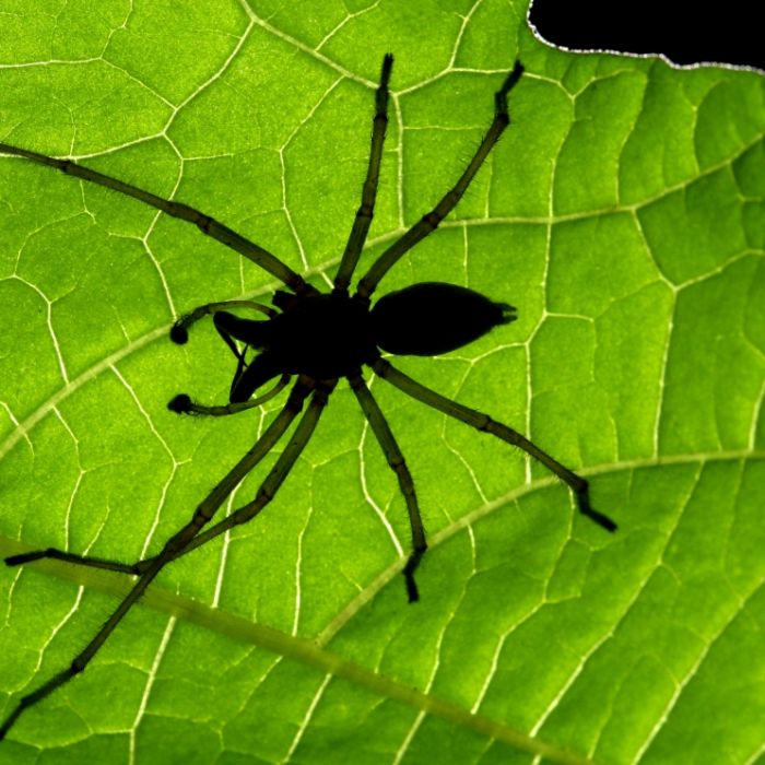Spinnenbiss lässt Mann das Bein verfaulen Spinnenbiss lässt Mann das Bein verfaulen (Foto)