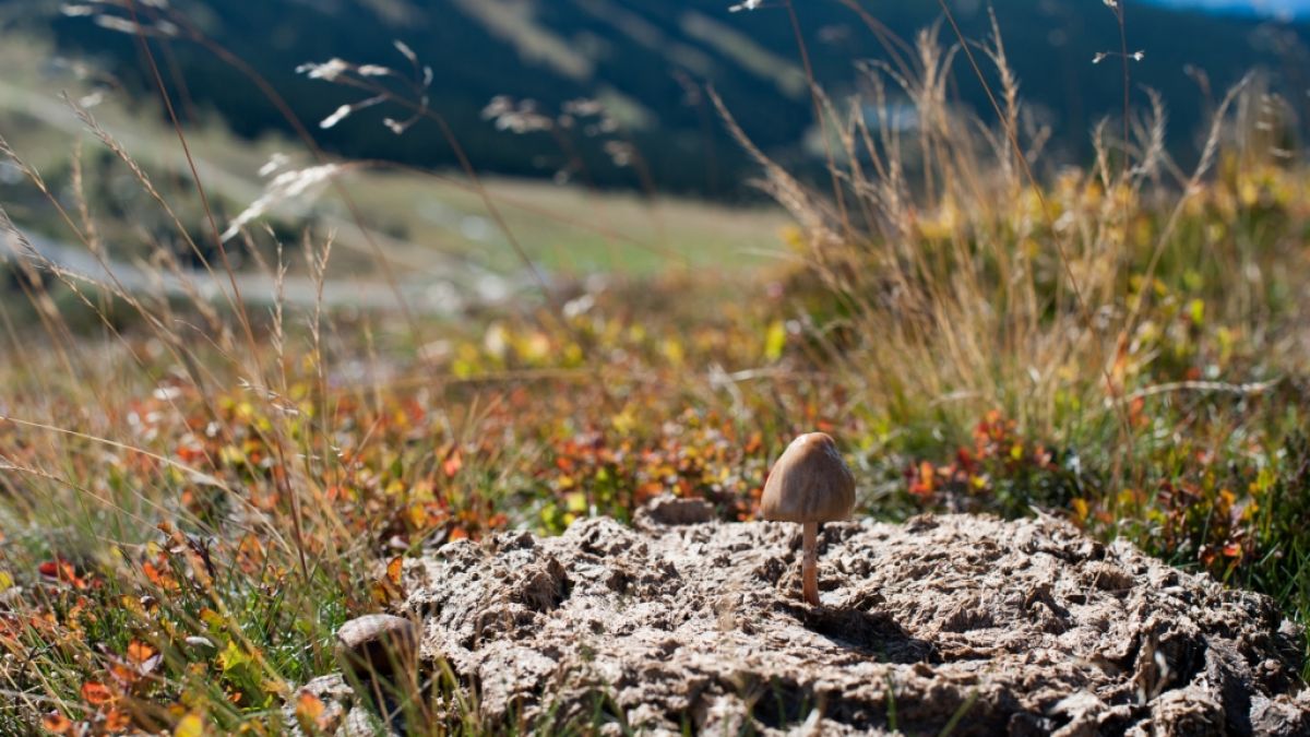 Der Spitzkegelige Kahlkopf gehört zu den "Magic Mushrooms". (Foto)