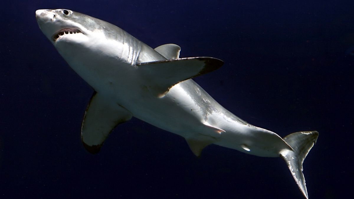 An der Küste von San Francisco sind Haie keine Seltenheit. (Foto)