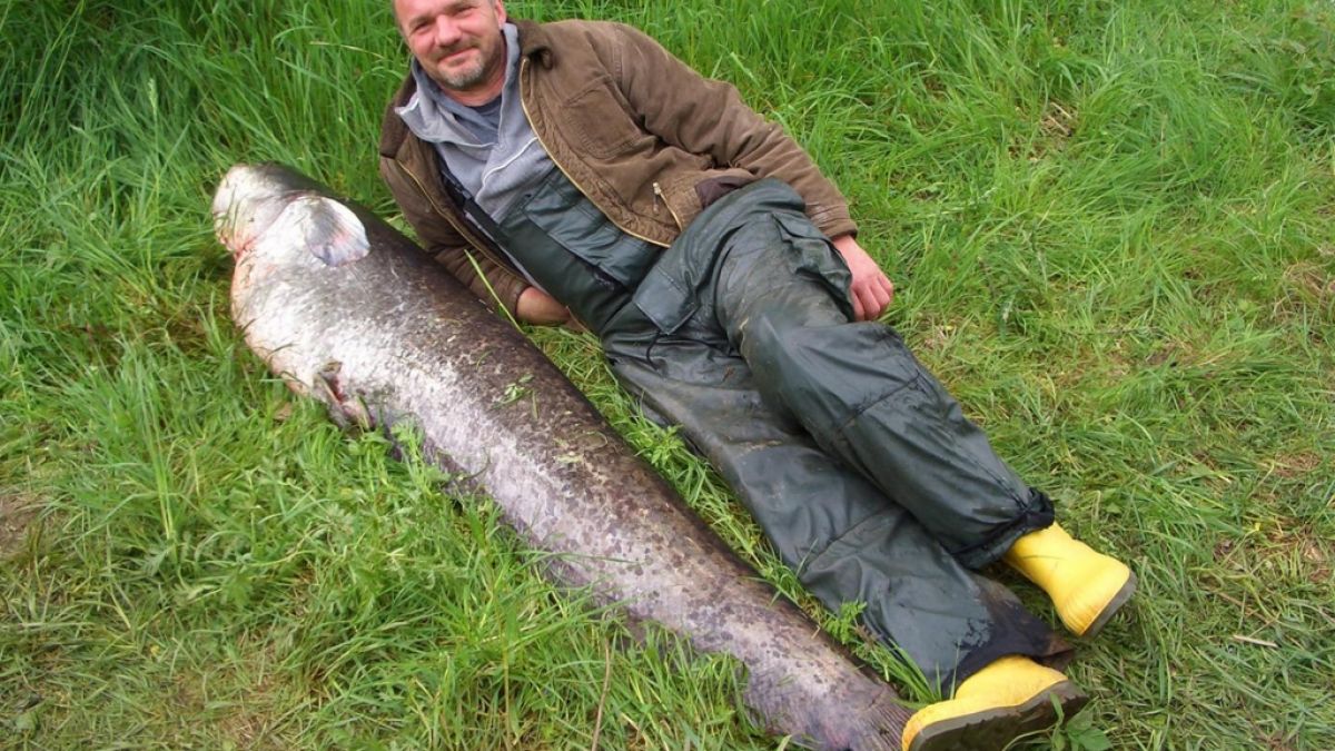 Der Angler Peter Mayer liegt neben einem von ihm geangelten Wels. (Foto)