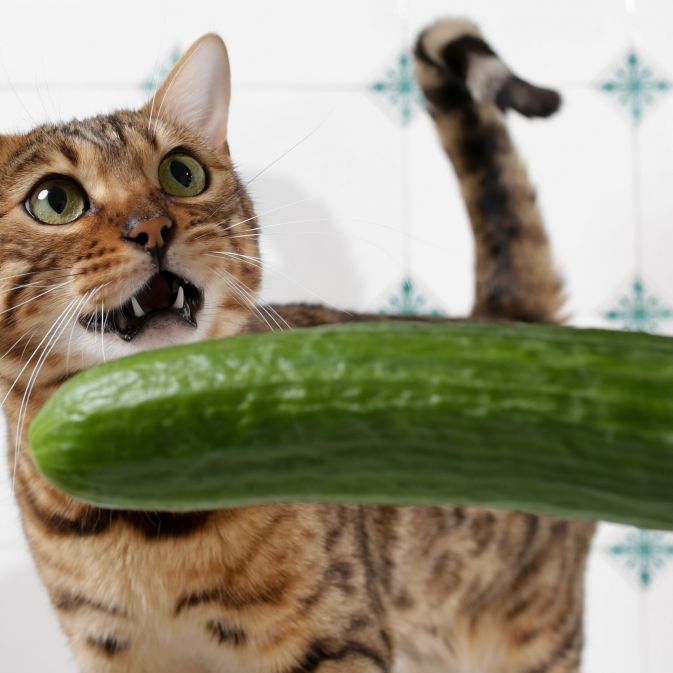 Natürlicher Todfeind Gurke? Darf man Katzen so schocken? Natürlicher Todfeind Gurke? Darf man Katzen so schocken? (Foto)