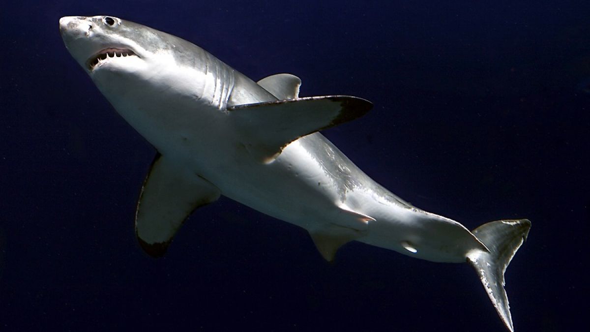 Vor der Küste Australiens wurde laut Berichten einer der längsten Weißen Haie überhaupt gesichtet (Symbolbild). (Foto)