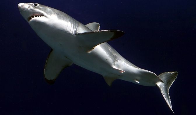 Shark Attack