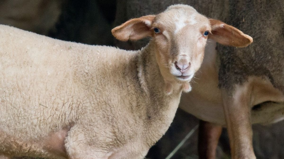 Ein Mann aus Kenia wurde dabei ertappt, wie er sich an mehreren Schafen verging. Eines der Tiere starb an den Folgen der Tierschändung (Symbolbild). (Foto)