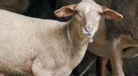 Ein Mann aus Kenia wurde dabei ertappt, wie er sich an mehreren Schafen verging. Eines der Tiere starb an den Folgen der Tierschändung (Symbolbild).