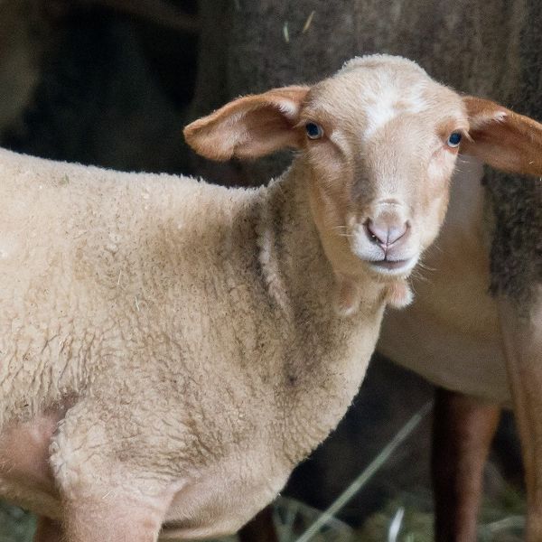 Mann hat Sex mit Schaf - Tier stirbt