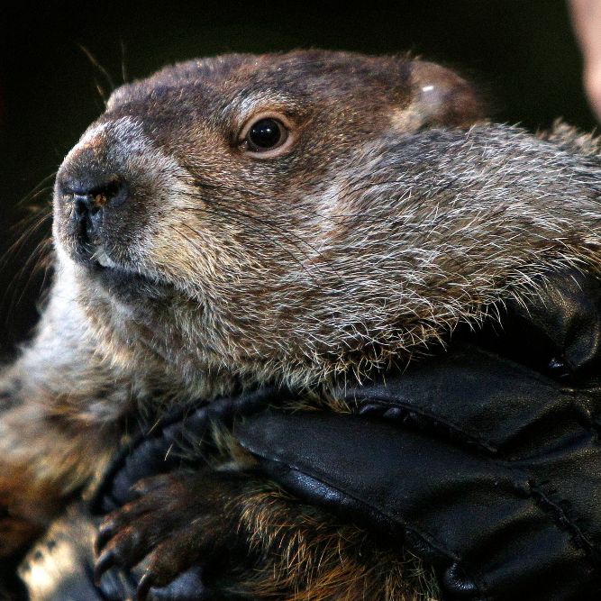 Schmuddelwetter? Das prophezeit uns Murmeltier Phil Schmuddelwetter? Das prophezeit uns Murmeltier Phil (Foto)