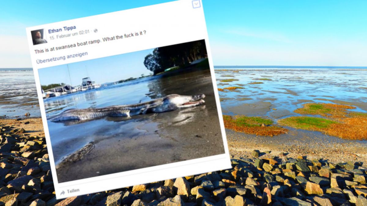 Dieses Seeungeheuer verschreckt derzeit das Social Web. (Foto)