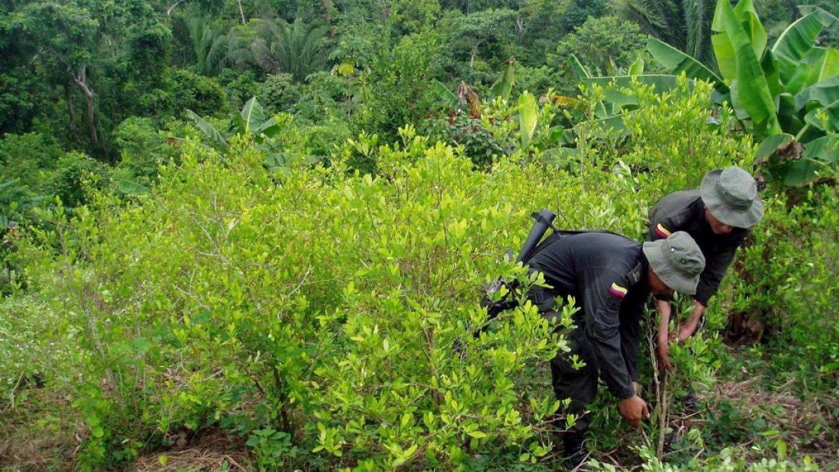 Die Polizei durchsucht eine Koka-Plantage in Kolumbien: Ein Deutscher ist jetzt in dem Land wegen Kokain-Schmuggels verhaftet worden. (Foto)