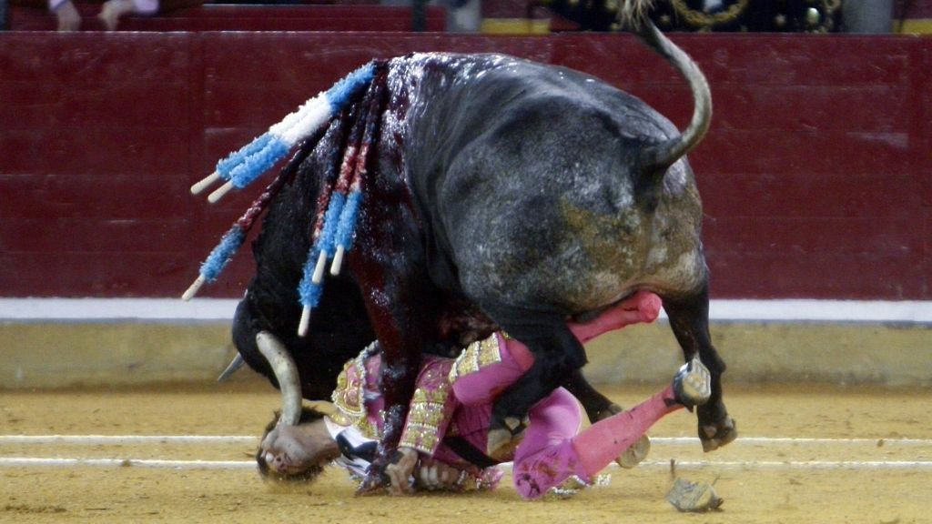 Der Stierkämpfer Juan Jose Padilla wird bei einem Kampf in Saragossa, Spanien, am 07.10.2011 schwer verletzt. Schon eine Woche nach einer grausigen Verletzung will er in die Arena zurückkehren. (Foto)