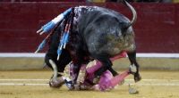 Der Stierkämpfer Juan Jose Padilla wird bei einem Kampf in Saragossa, Spanien, am 07.10.2011 schwer verletzt. Schon eine Woche nach einer grausigen Verletzung will er in die Arena zurückkehren.
