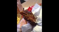 Eklig! Franzose entdeckt frittierten Hühnerkopf im Essen.