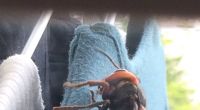 Eine Japanerin fand eine Riesen-Hornisse in ihrem Kleiderschrank.