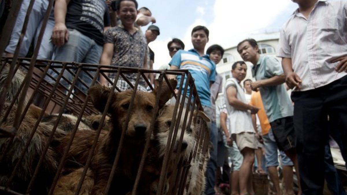 Um die 10.000 Hunde lassen ihr Leben auf grausame und unwürdige Weise beim Yulin Schlachtfest. Teils auch Katzen. (Foto)