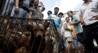 Um die 10.000 Hunde lassen ihr Leben auf grausame und unwürdige Weise beim Yulin Schlachtfest. Teils auch Katzen.