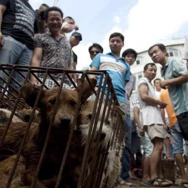 Ekelhaft! Chinesen feiern Hundefleisch-Festival