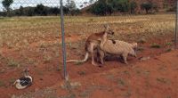 Känguru hat Sex mit Schwein: Mit einem solchen Anblick hat Frazer auf seiner Reise wohl nicht gerechnet.